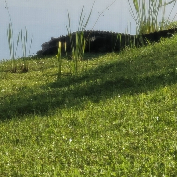 Join My Live Posh Show!  Budget to Luxury Brands New & Preloved goods - Picture 7 of 12